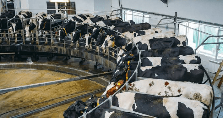 CSOs call on World Bank to stop financing factory farming