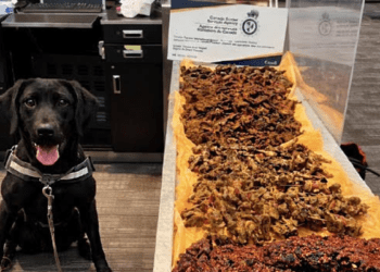 Nigerian nabbed, fined at Canadian airport for hiding 40kg of chicken, kilishi