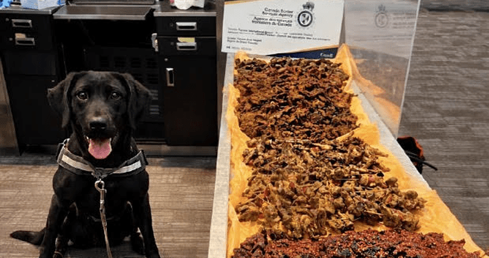 Nigerian nabbed, fined at Canadian airport for hiding 40kg of chicken, kilishi