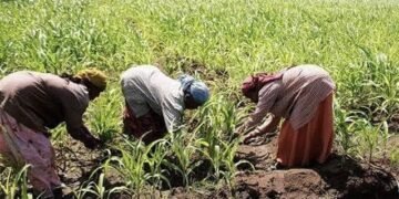Stakeholders project 20,000 jobs, higher revenue from climate-smart agric plan