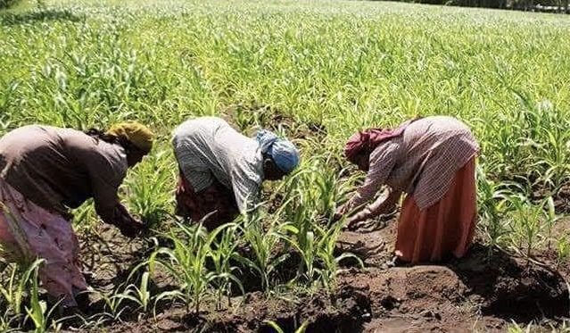 Stakeholders project 20,000 jobs, higher revenue from climate-smart agric plan