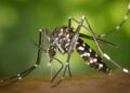 Dengue cases in Sri lanka rises amid monsoon risk
