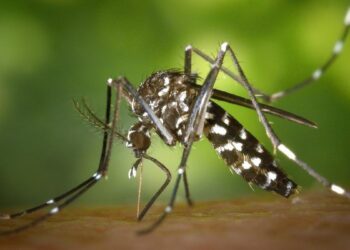 Dengue cases in Sri lanka rises amid monsoon risk