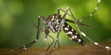 Dengue cases in Sri lanka rises amid monsoon risk