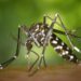 Dengue cases in Sri lanka rises amid monsoon risk