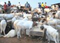 Eid-el-Kabir: Jigawa residents lament 300% rise in prices of rams