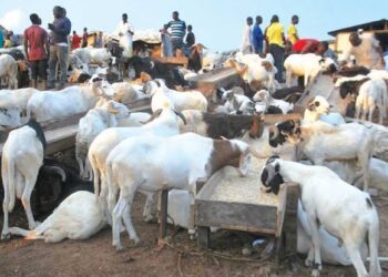 Eid-el-Kabir: Jigawa residents lament 300% rise in prices of rams