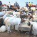 Eid-el-Kabir: Jigawa residents lament 300% rise in prices of rams