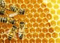 Group decries Nigeria’s exclusion from nine-billion-dollar EU honey market