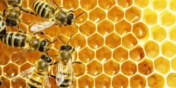 Group decries Nigeria’s exclusion from nine-billion-dollar EU honey market