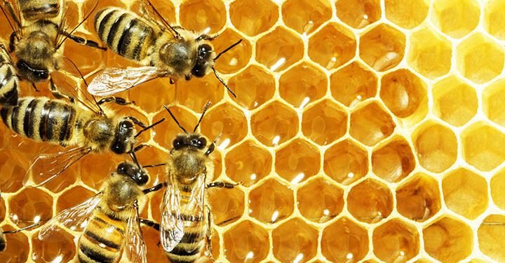 Group decries Nigeria’s exclusion from nine-billion-dollar EU honey market