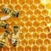 Group decries Nigeria’s exclusion from nine-billion-dollar EU honey market