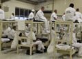 Nigeria, Ghana have highest number of African inmates in U.S. federal prisons: Document