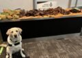 Police dog exposes Nigerian traveller with hidden guinea fowl, goat meat package at Canada airport