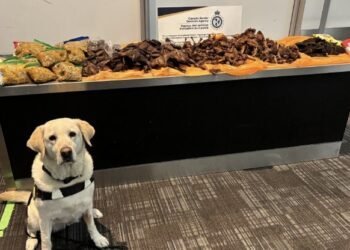 Police dog exposes Nigerian traveller with hidden guinea fowl, goat meat package at Canada airport