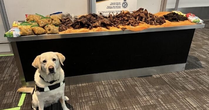 Police dog exposes Nigerian traveller with hidden guinea fowl, goat meat package at Canada airport