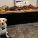 Police dog exposes Nigerian traveller with hidden guinea fowl, goat meat package at Canada airport