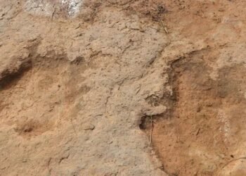 Scientists discover new 210-million-year-old dinosaur species in Zimbabwe