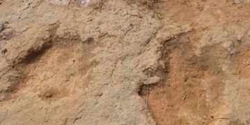 Scientists discover new 210-million-year-old dinosaur species in Zimbabwe