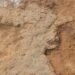 Scientists discover new 210-million-year-old dinosaur species in Zimbabwe