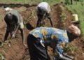 FG establishes mega farms in four states