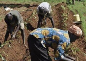FG establishes mega farms in four states