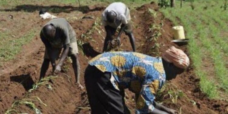 FG establishes mega farms in four states