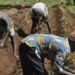 FG establishes mega farms in four states