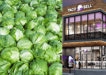 Taco Bell’s iceberg lettuce responsible for cyclospora infections in five U.S. states: CDC