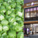 Taco Bell’s iceberg lettuce responsible for cyclospora infections in five U.S. states: CDC