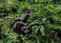 New monkey species identified in Congo rainforest