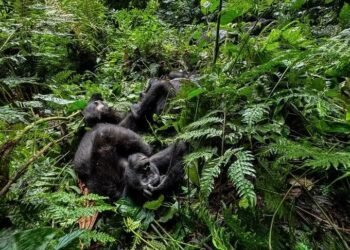 New monkey species identified in Congo rainforest