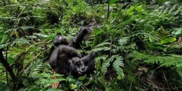 New monkey species identified in Congo rainforest