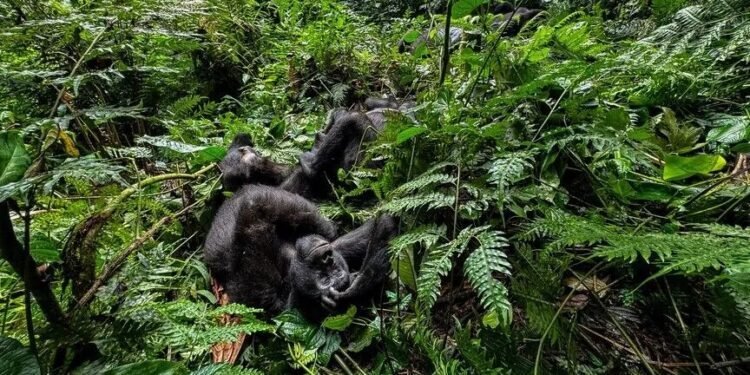 New monkey species identified in Congo rainforest