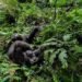 New monkey species identified in Congo rainforest