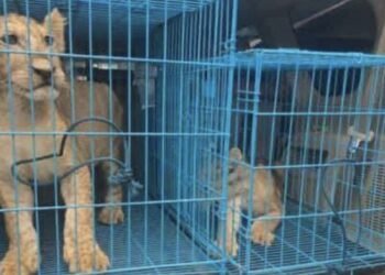 Customs intercept wildlife traffickers at Abuja airport, uncover two rare lion cubs