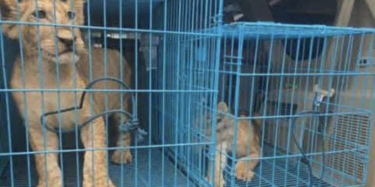 Customs intercept wildlife traffickers at Abuja airport, uncover two rare lion cubs