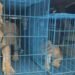 Customs intercept wildlife traffickers at Abuja airport, uncover two rare lion cubs
