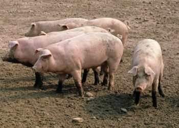 Croatia eases African swine fever restrictions as outbreak situation improves