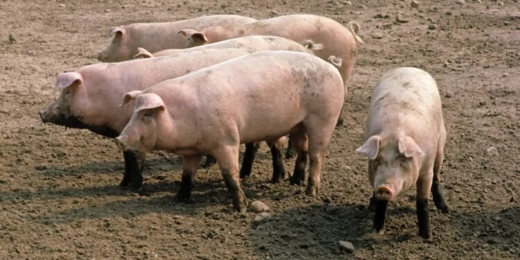 Croatia eases African swine fever restrictions as outbreak situation improves