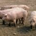 Croatia eases African swine fever restrictions as outbreak situation improves