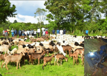 Hunters, vigilantes ambush, kill 18 headmaster-led bandits in Katsina