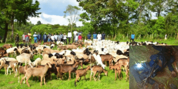 Hunters, vigilantes ambush, kill 18 headmaster-led bandits in Katsina