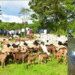 Hunters, vigilantes ambush, kill 18 headmaster-led bandits in Katsina