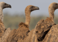 NCF ‌urges urgent action to save Nigeria’s vultures