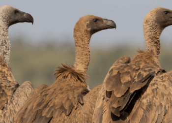 NCF ‌urges urgent action to save Nigeria’s vultures