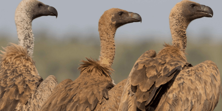 NCF ‌urges urgent action to save Nigeria’s vultures