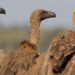 NCF ‌urges urgent action to save Nigeria’s vultures