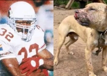 Ex-NFL player LeShon Johnson jailed over dog-fighting operation U.S