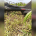 Ondo Crash: NAF helicopter makes precautionary landing in Benue